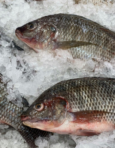 Premium Frozen Tilapia Steaks