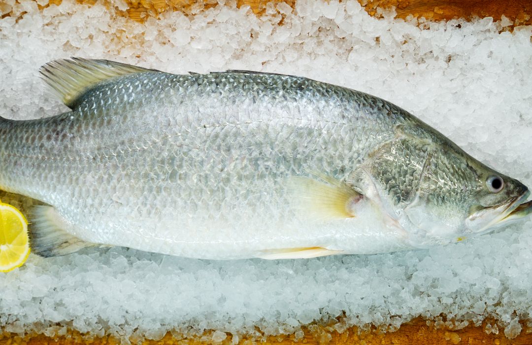 Fresh Barramundi Whole