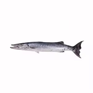 Premium Frozen Barracuda Steaks
