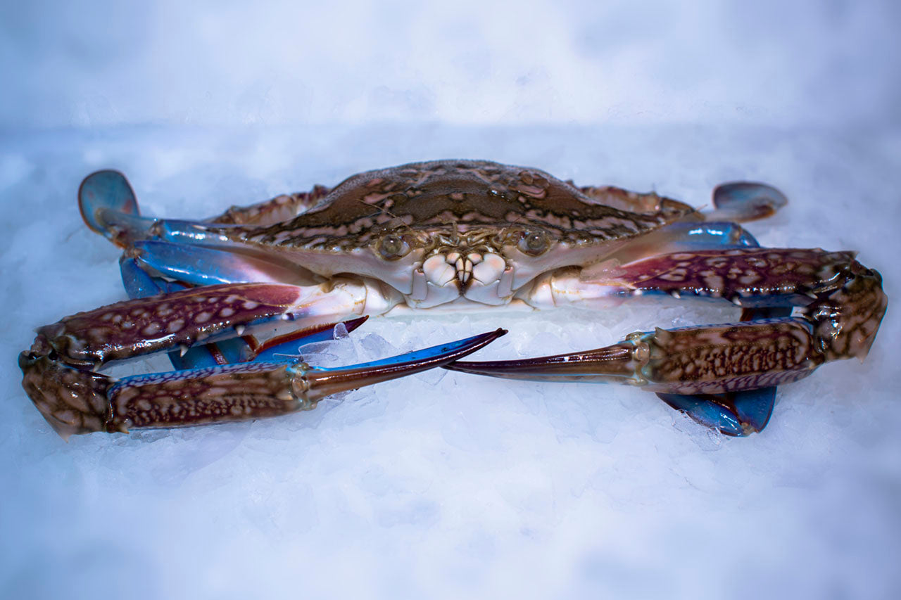 Fresh Crab Whole