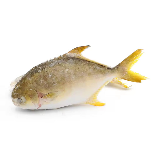 Premium Frozen Golden Pomfret Steaks
