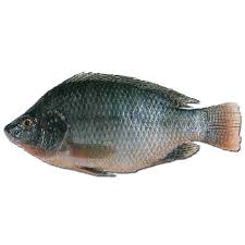 Premium Frozen Tilapia Fillets