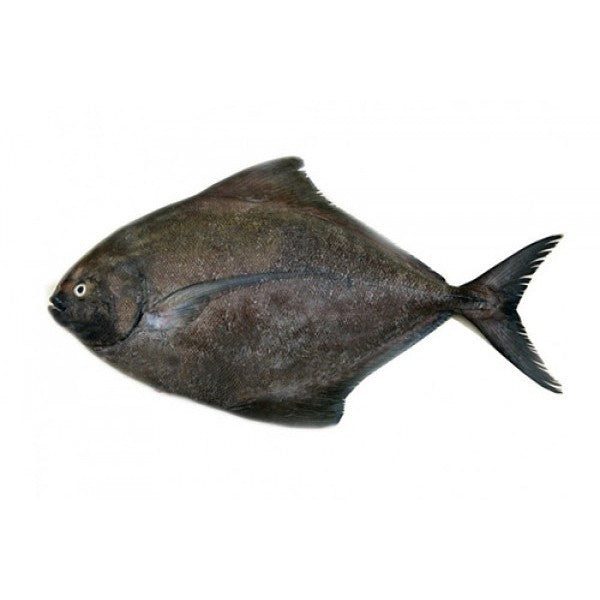 Premium Frozen Black Pomfret Steaks