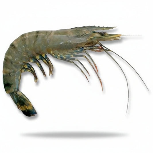 Premium Frozen Tiger Prawns