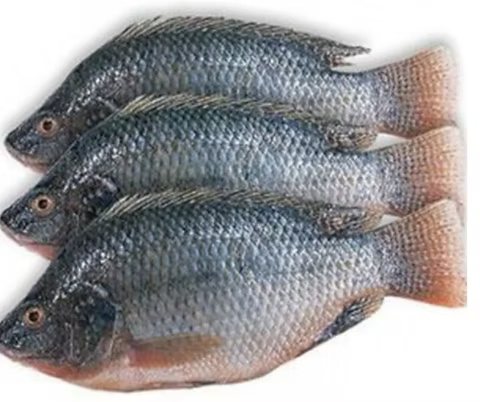 Premium Frozen Tilapia (Whole)