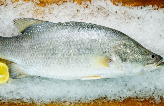 Fresh Barramundi Whole
