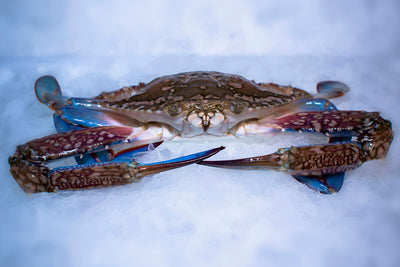 False Crab