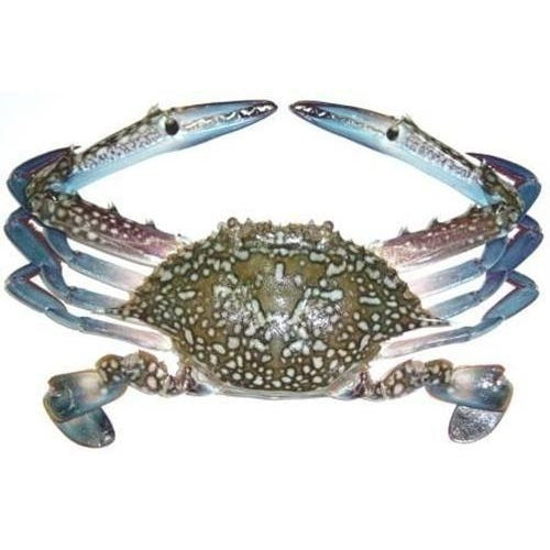 Premium Frozen Whole Crab