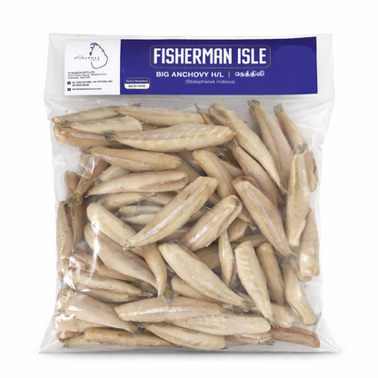 Frozen BIG ANCHOVY Headless