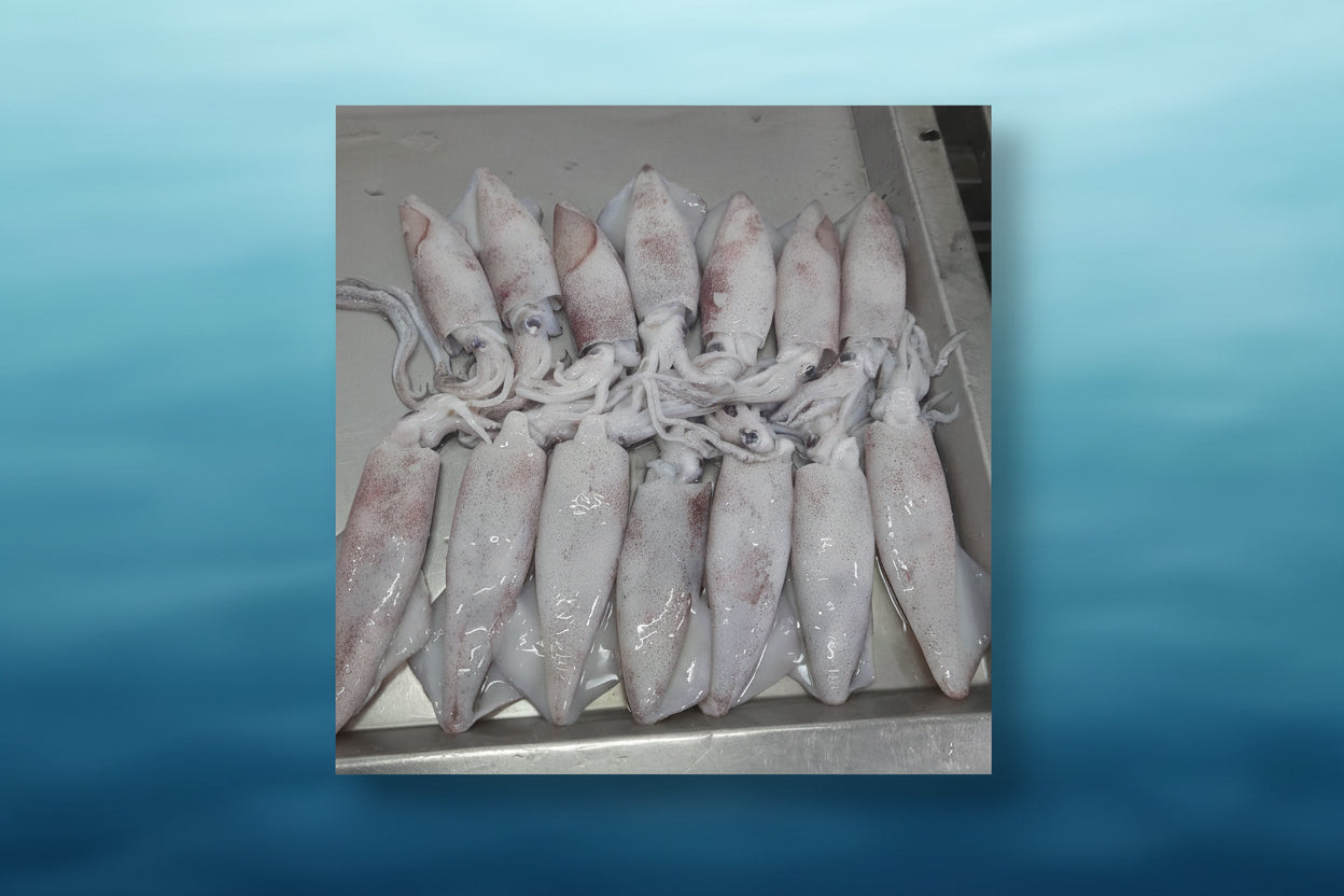Premium Frozen Squid Block