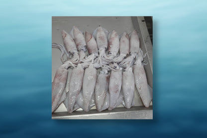 Premium Frozen Squid Block