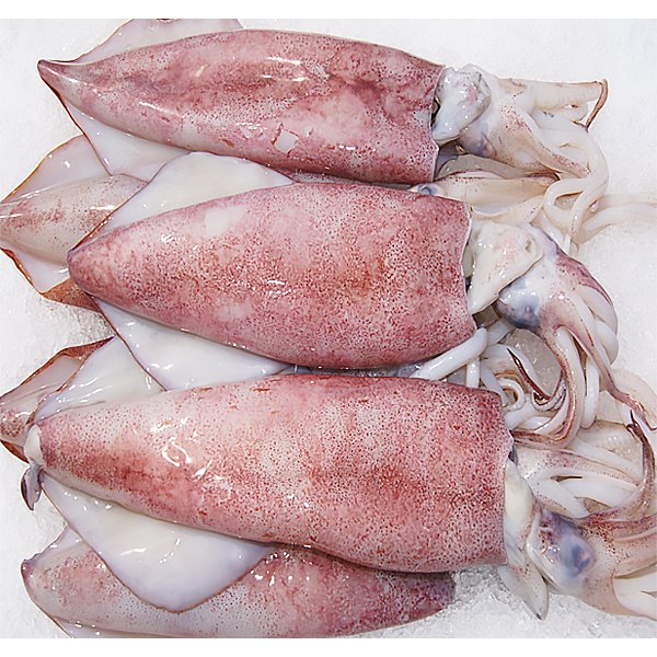 Premium Frozen Squid Rings