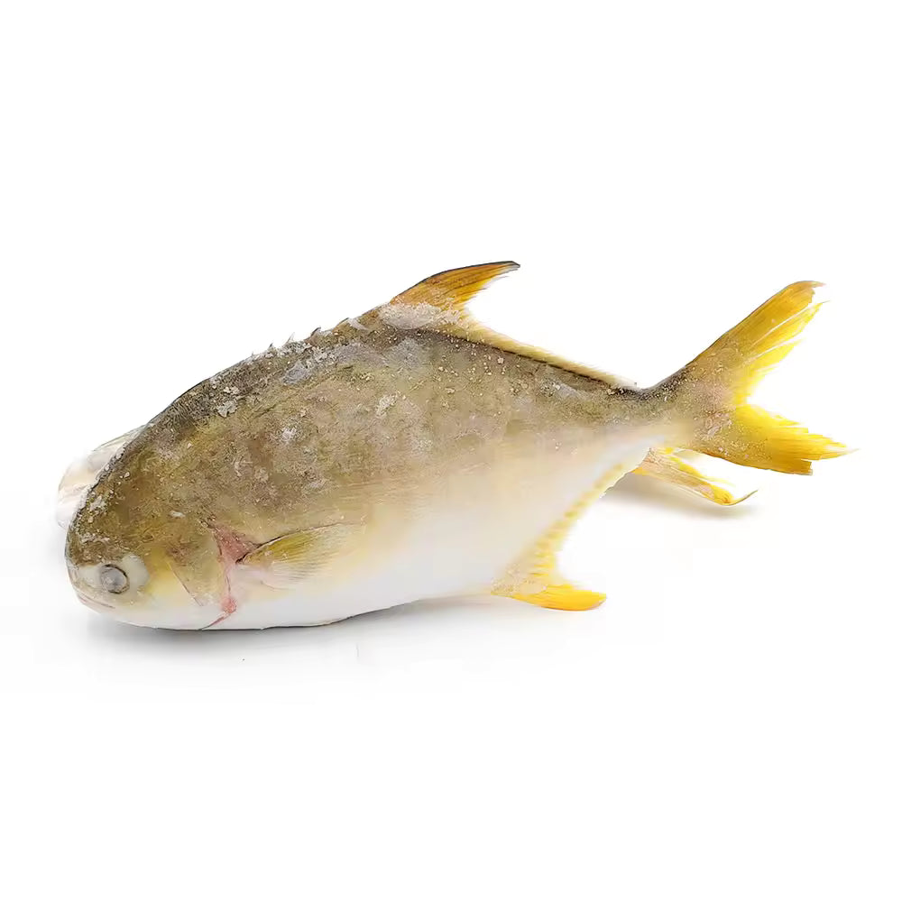Premium Frozen Golden Pomfret (Whole)