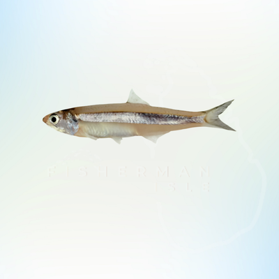 Anchovy