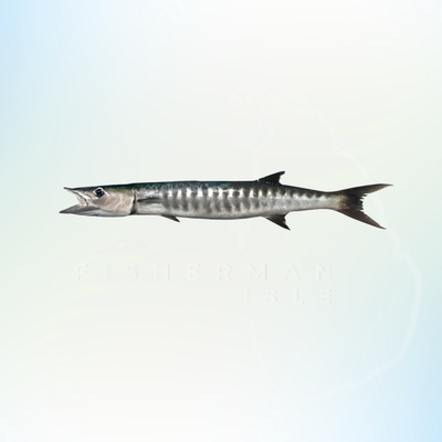 Barracuda