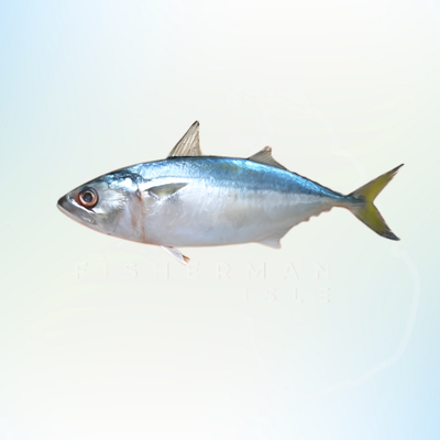 Indian Mackerel
