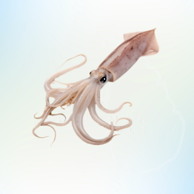 Squid