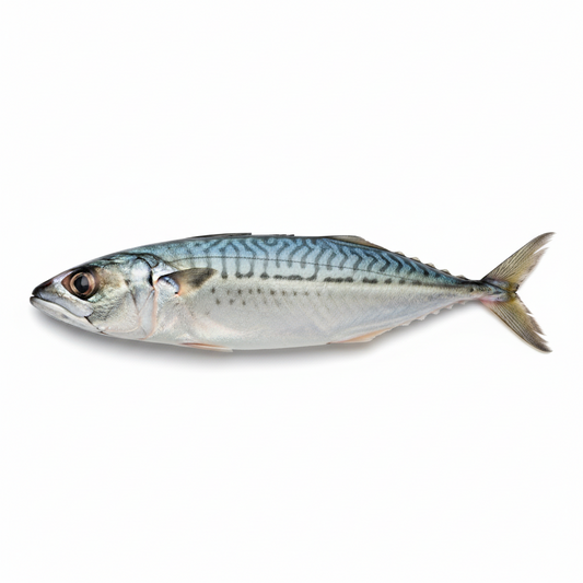 Frozen Indian Mackerel  Whole 1KG
