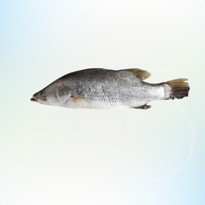 Barramundi