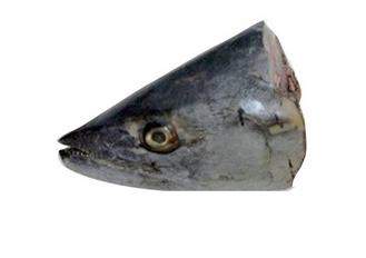 Premium Frozen Kingfish Head